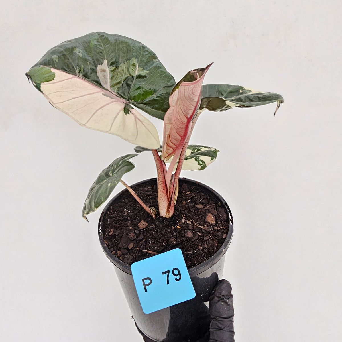 Alocasia macrorrhizos 'plumbea Variegata'