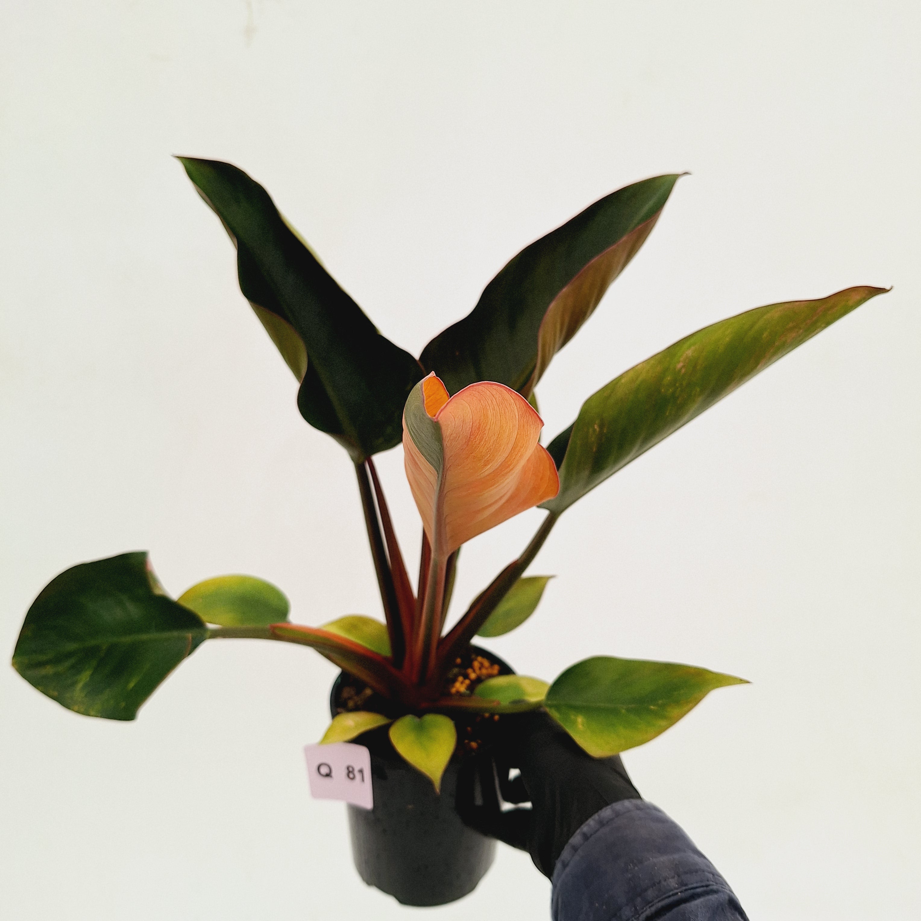 Philodendron &#39;Rojo Congo Variegated&#39;