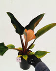 Philodendron 'Rojo Congo Variegated'