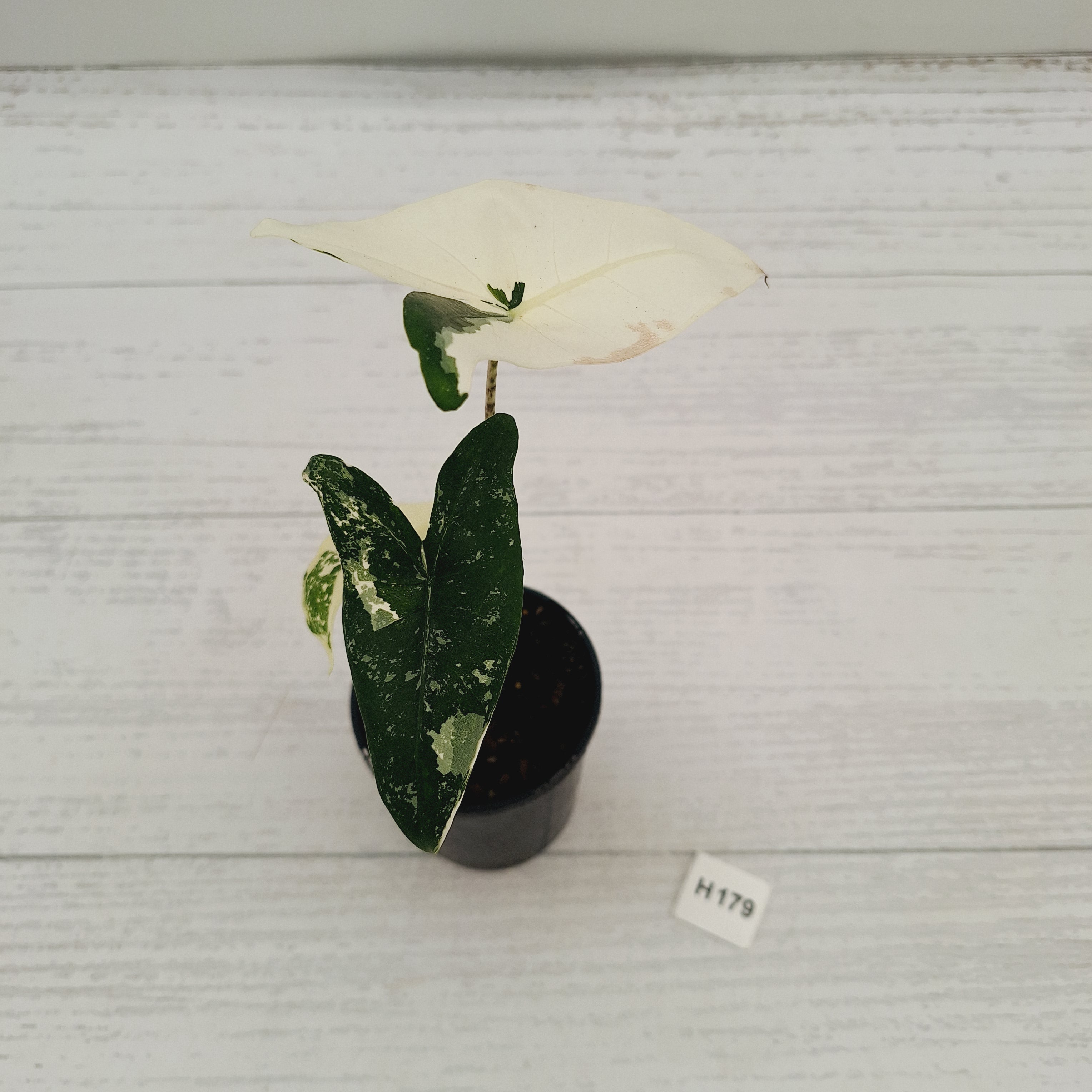 Alocasia zebrina variegata