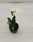 Alocasia zebrina variegata