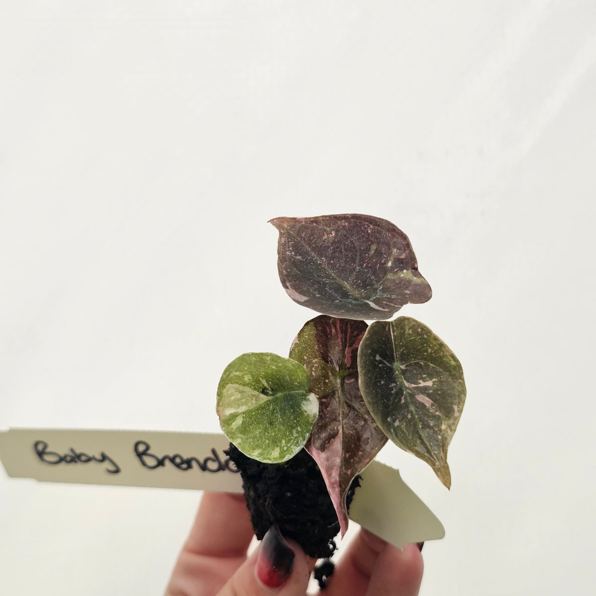 Alocasia cuprea Variegata -Bare Bottom Baby - Baby Brendan