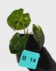 Alocasia Meclizine Aurea Variegata - sale