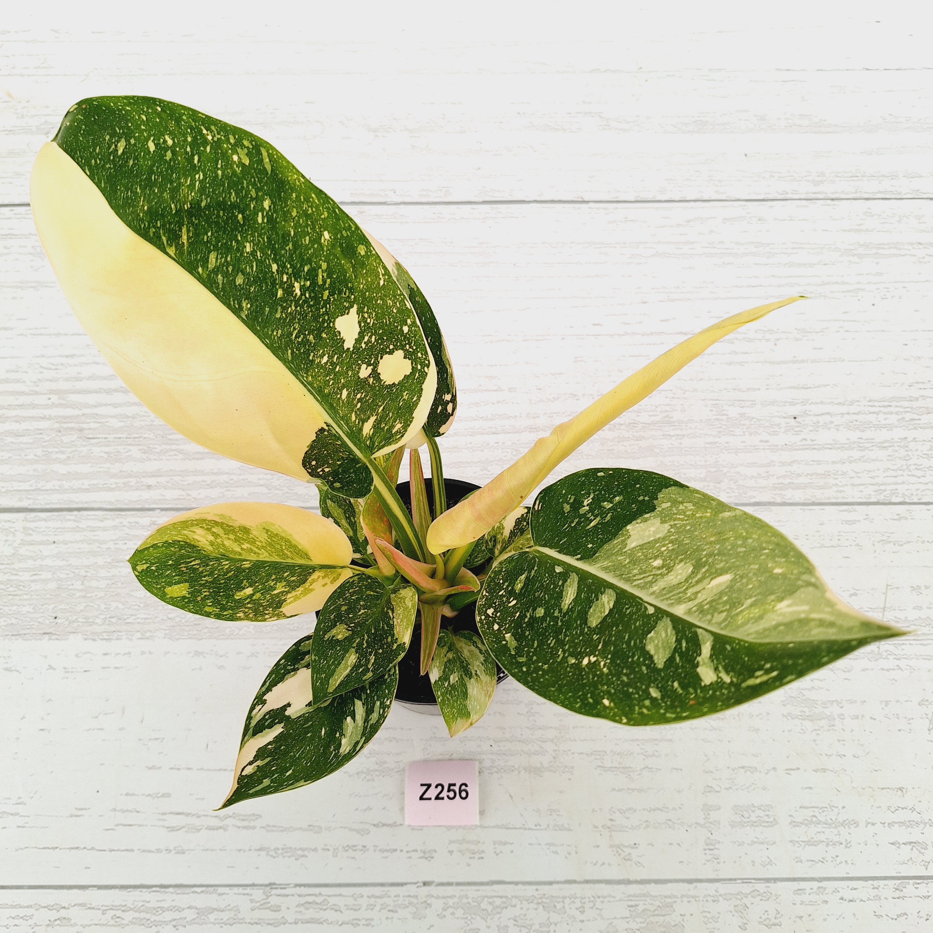 Philodendron Green Congo Variegata (Nuclear)
