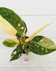 Philodendron Green Congo Variegata (Nuclear)
