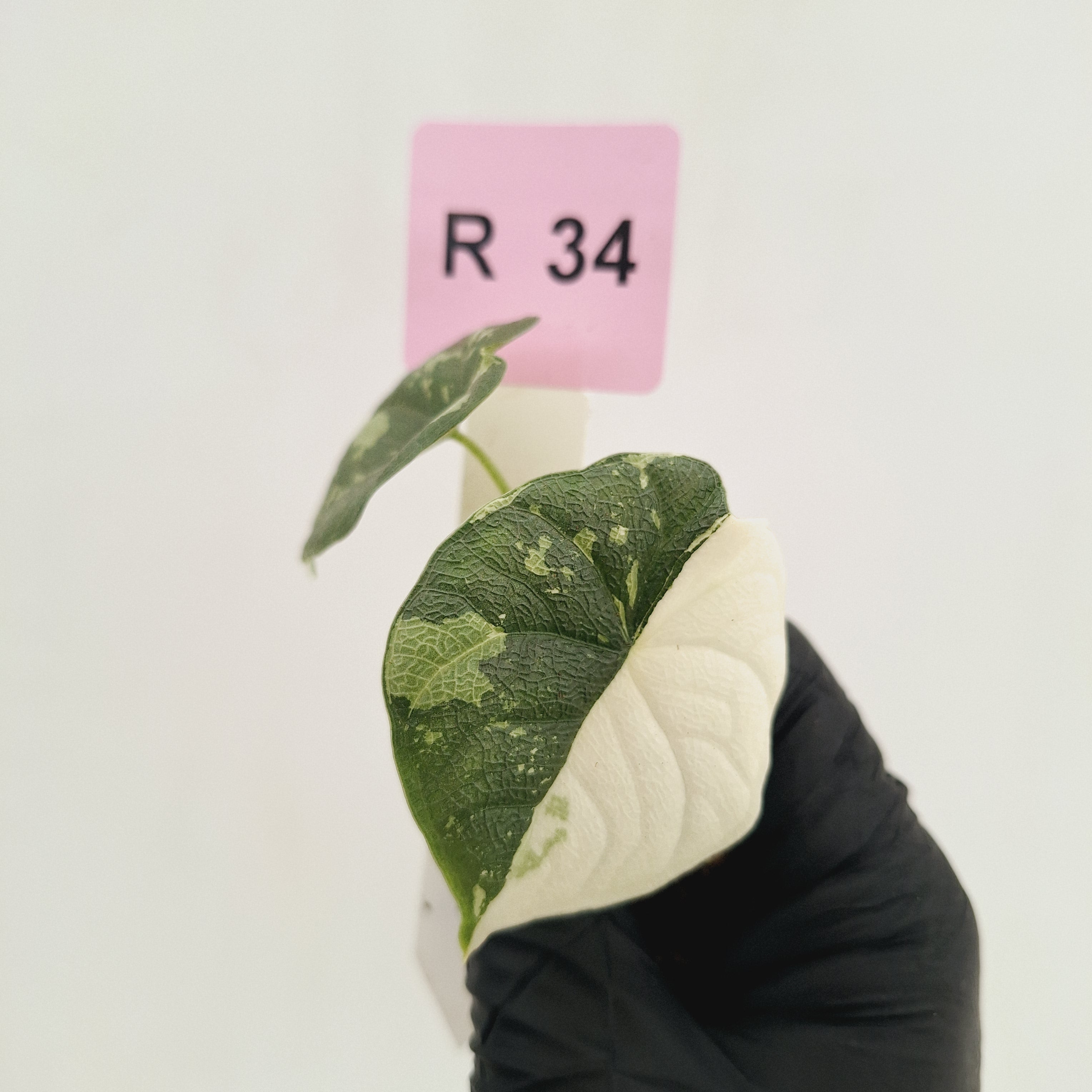 Alocasia melo 'Rhino Skin' Variegata - Bare Bottom Baby