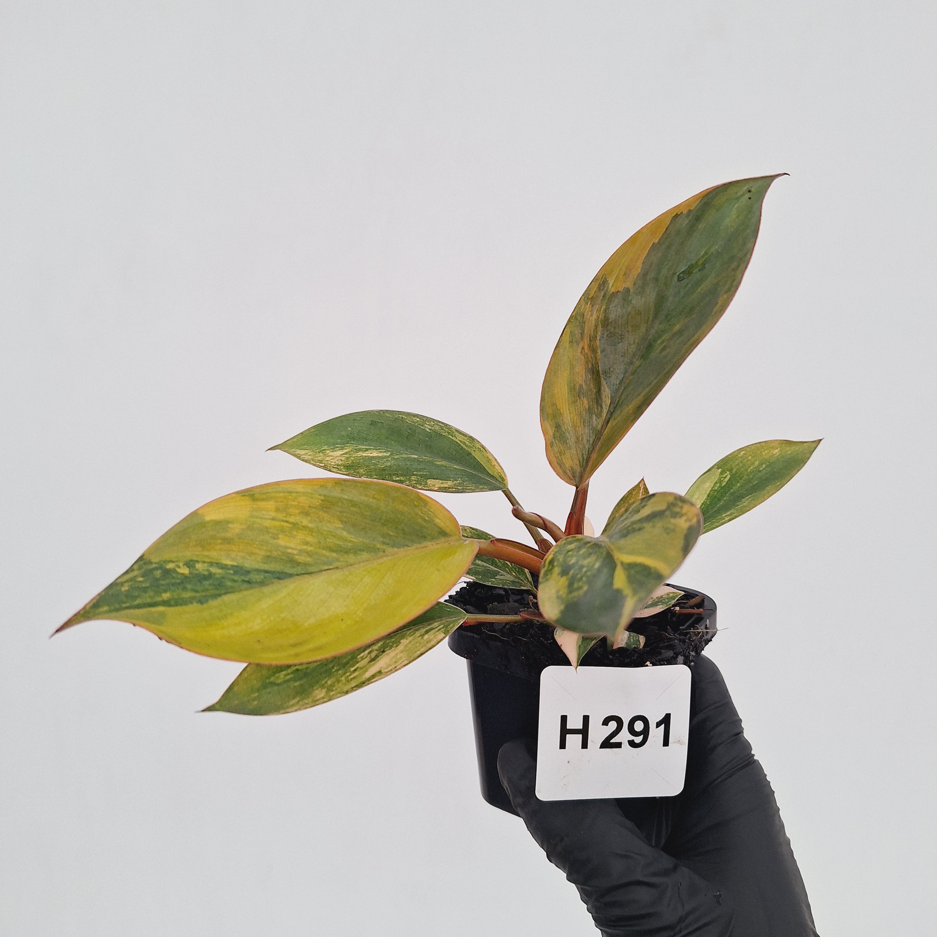 Philodendron 'Rojo Congo Variegated' - SALE