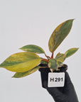 Philodendron 'Rojo Congo Variegated' - SALE