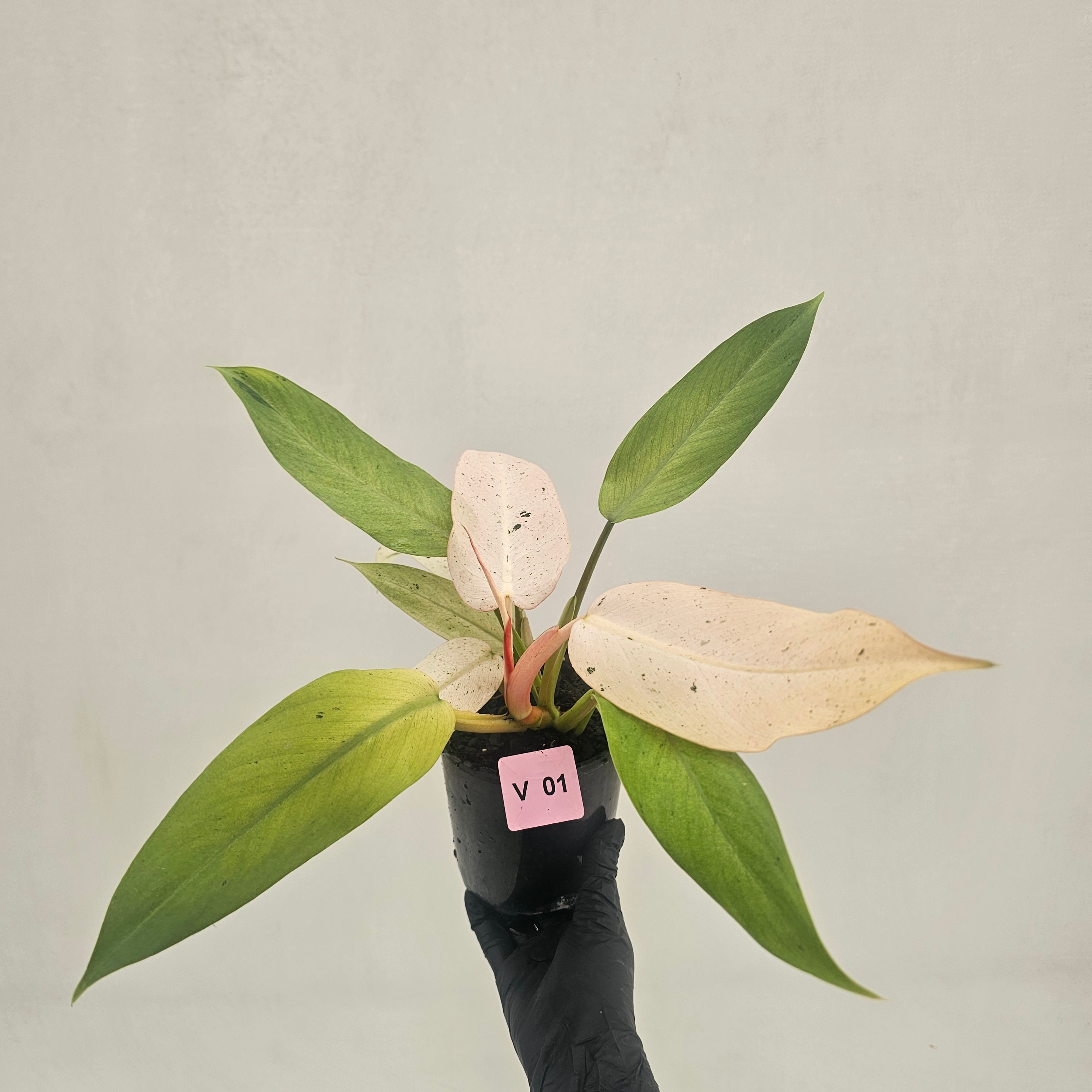 Philodendron 'Whipple Way' – Enliven Plants