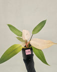 Philodendron  'Whipple Way'