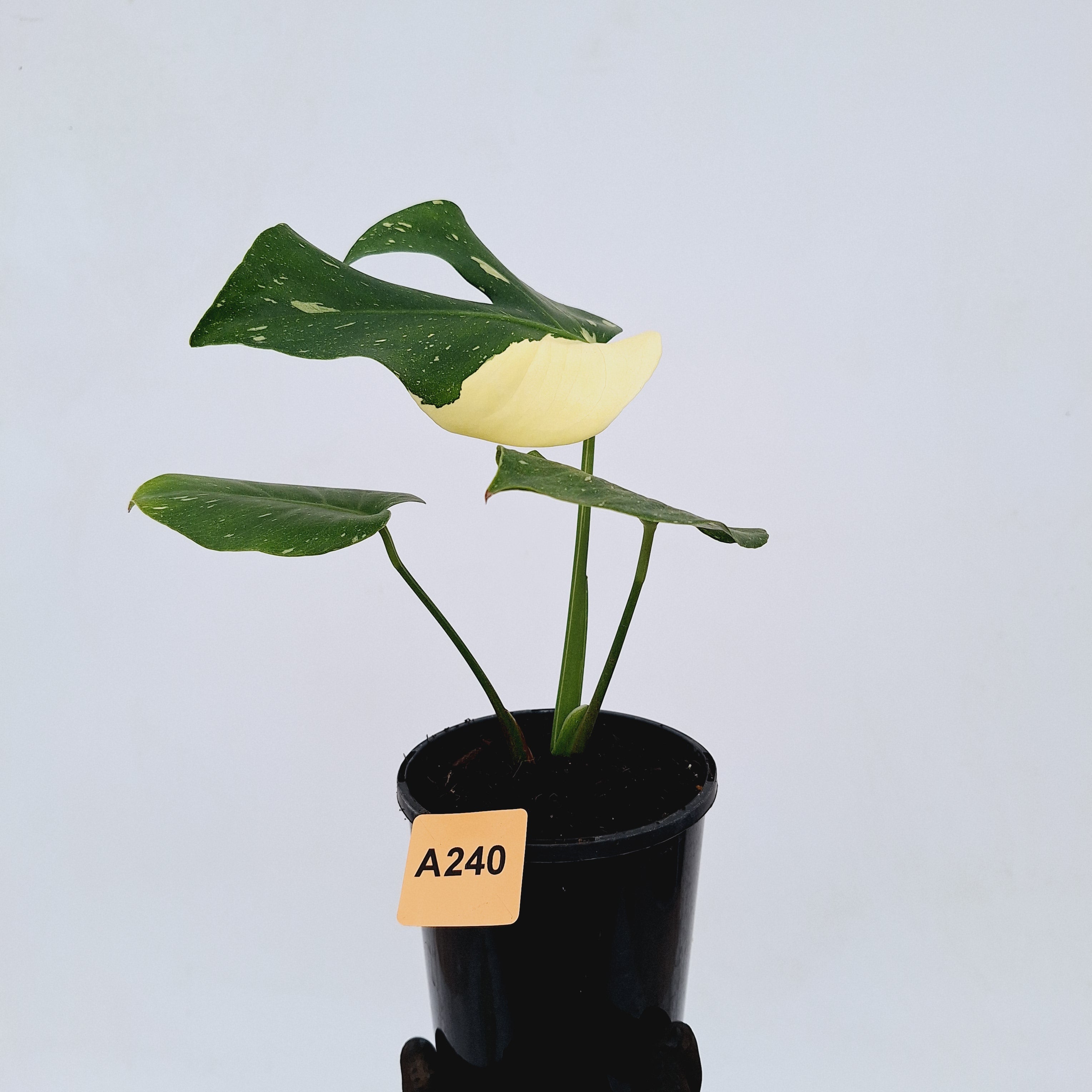 Monstera deliciosa Thai Constellation