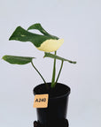 Monstera deliciosa Thai Constellation