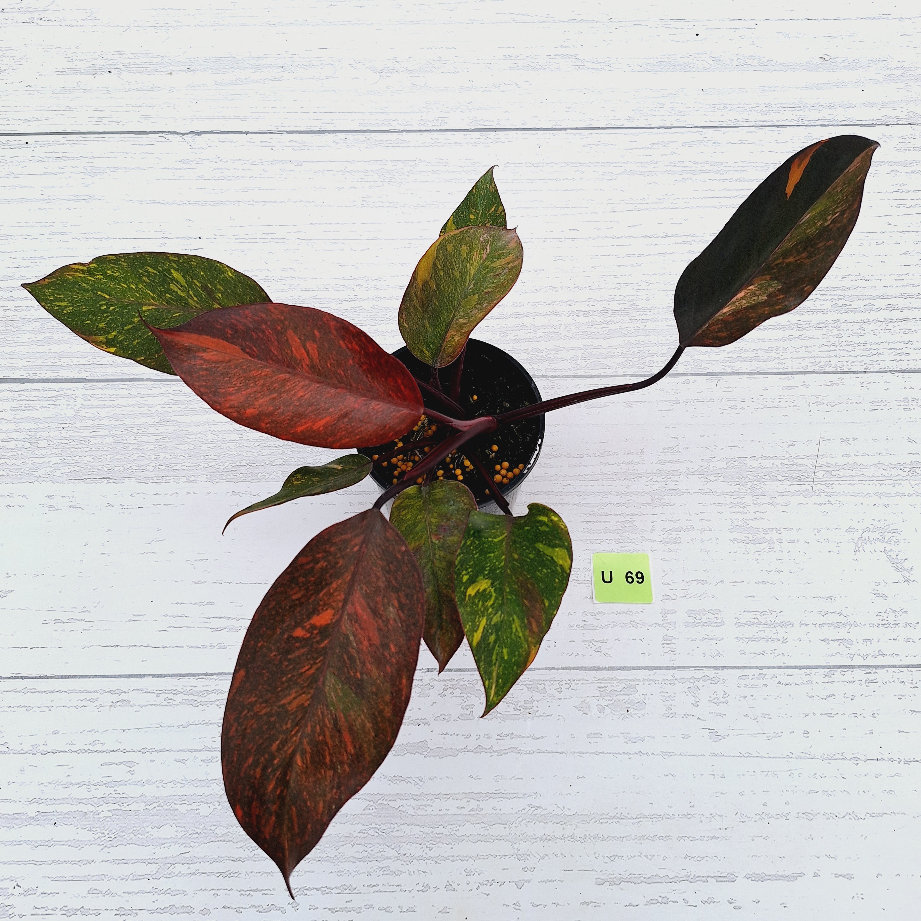 Philodendron &#39;Orange Princess&#39;