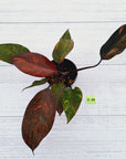 Philodendron 'Orange Princess'