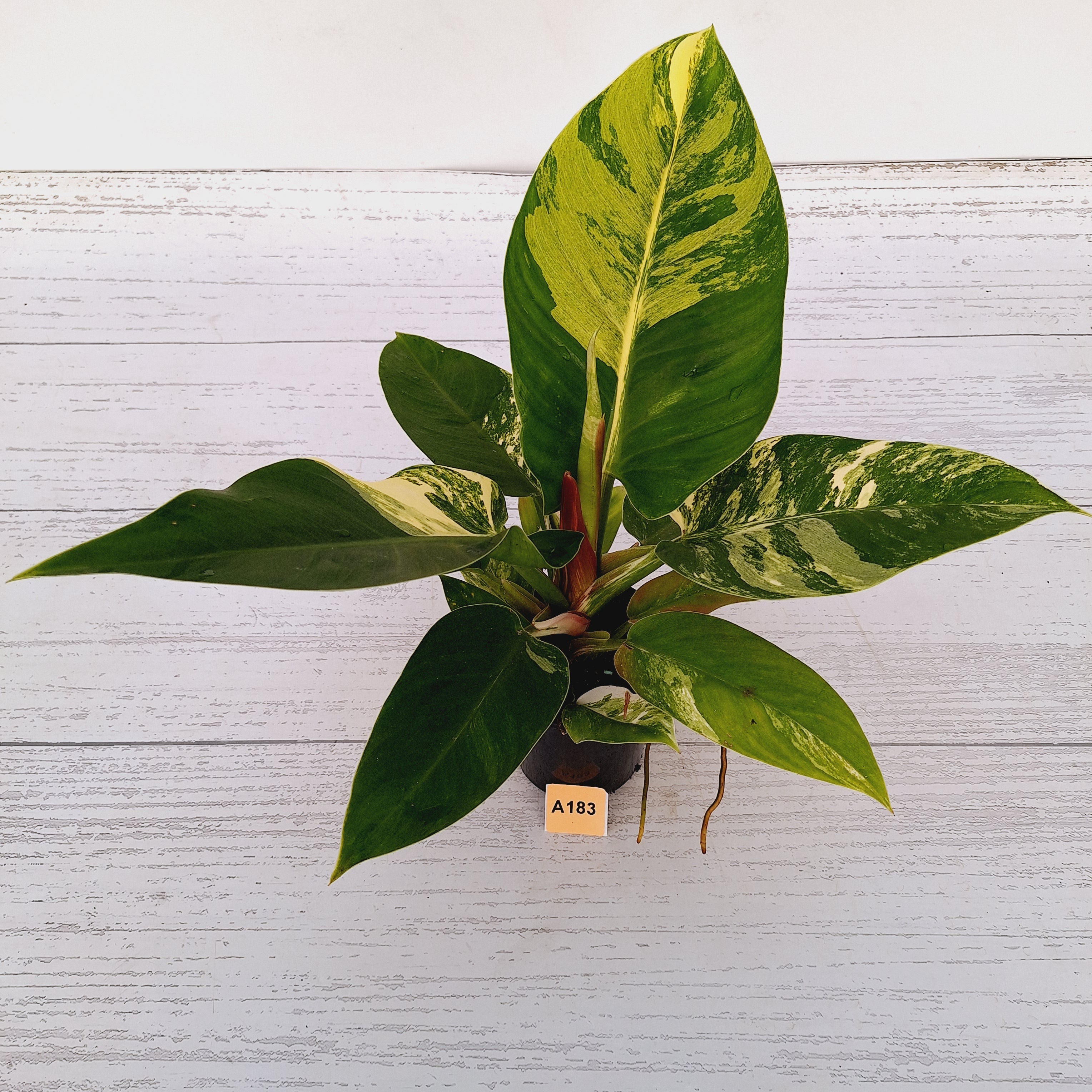 Philodendron imperial green variegata