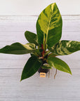 Philodendron imperial green variegata