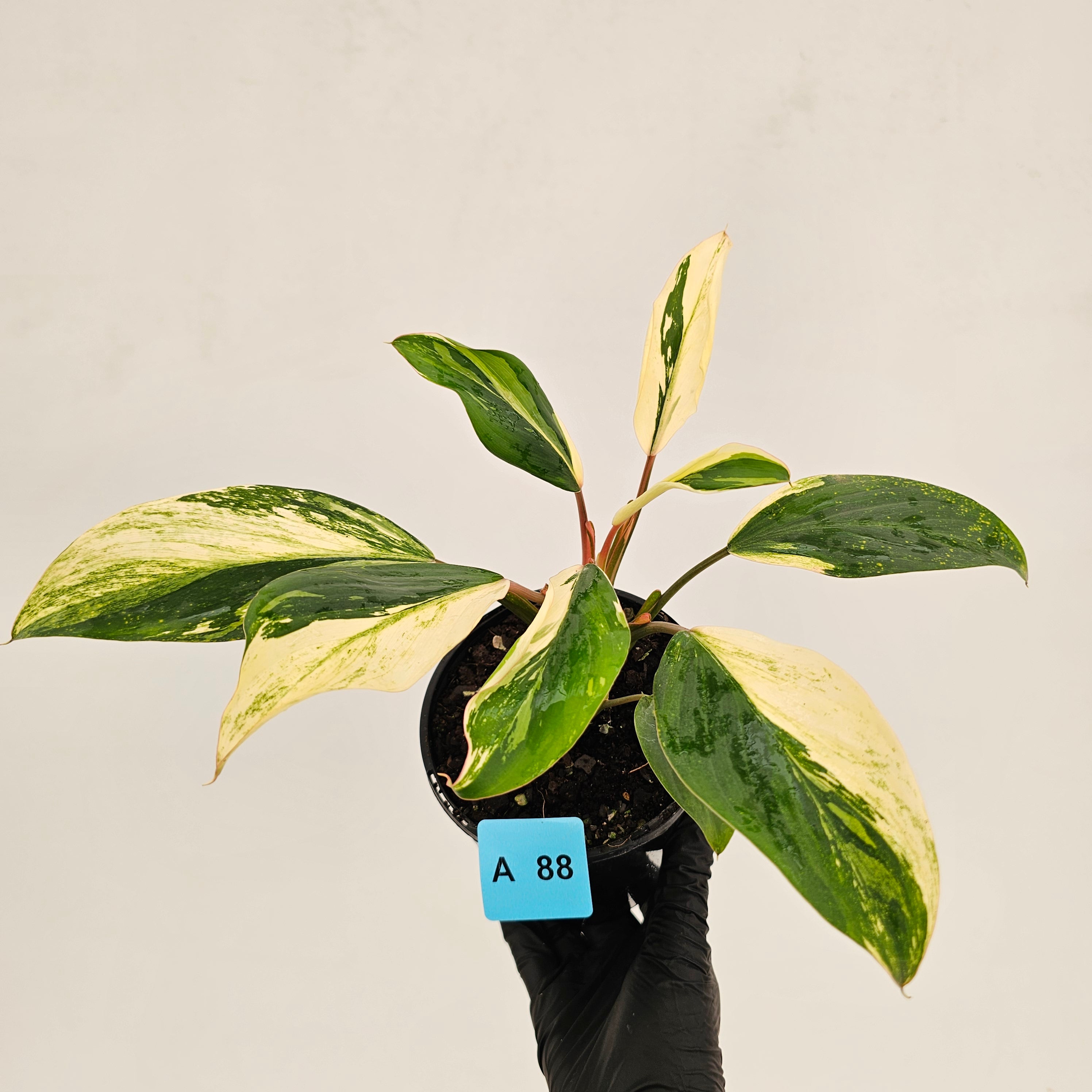 Homalomena 'Tropical Green' Variegata -sale