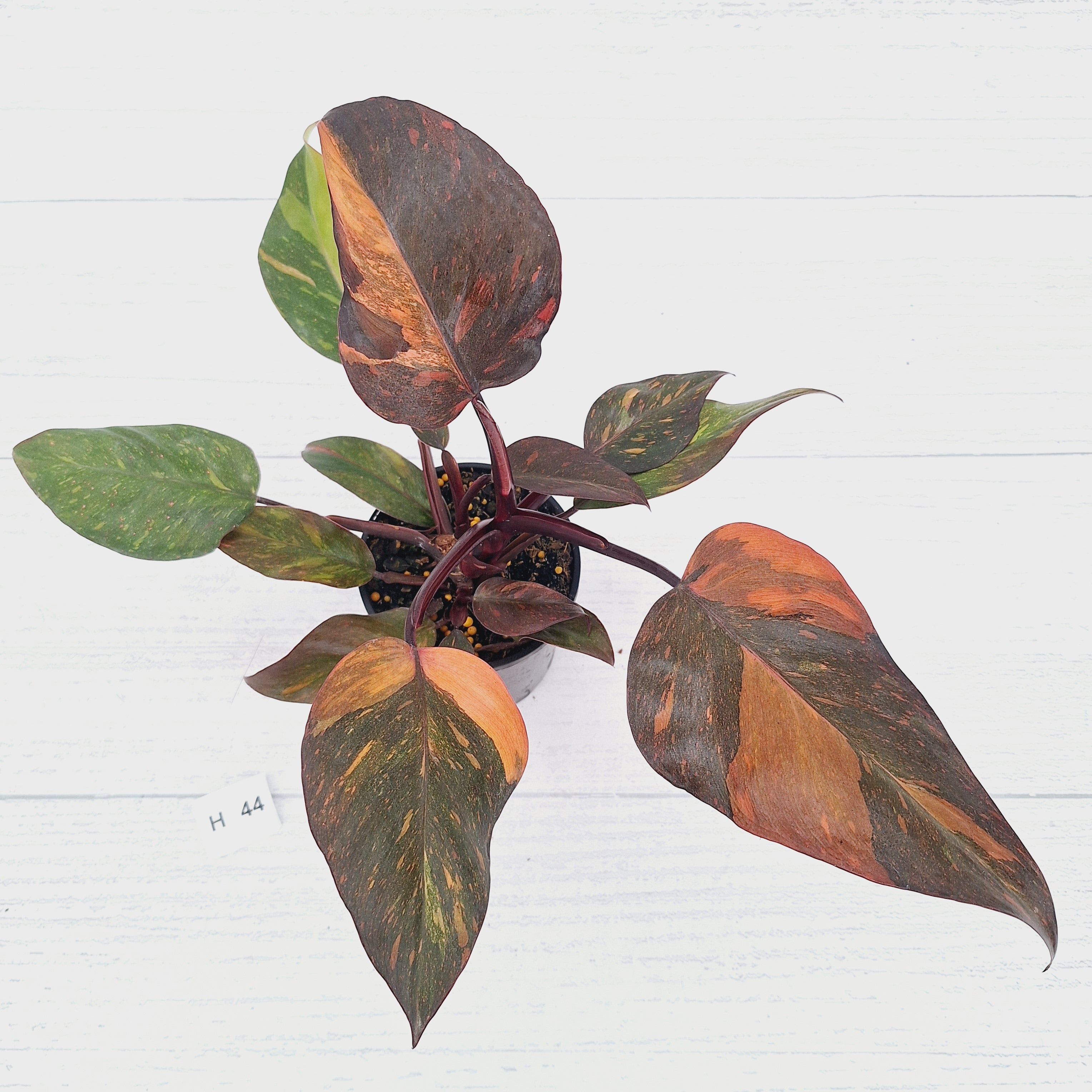 Philodendron 'Orange Princess' - FLASH SALE