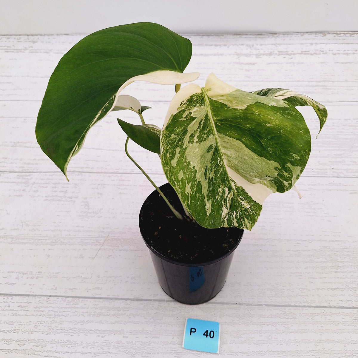 Monstera borsigiana 'Albo' - SALE
