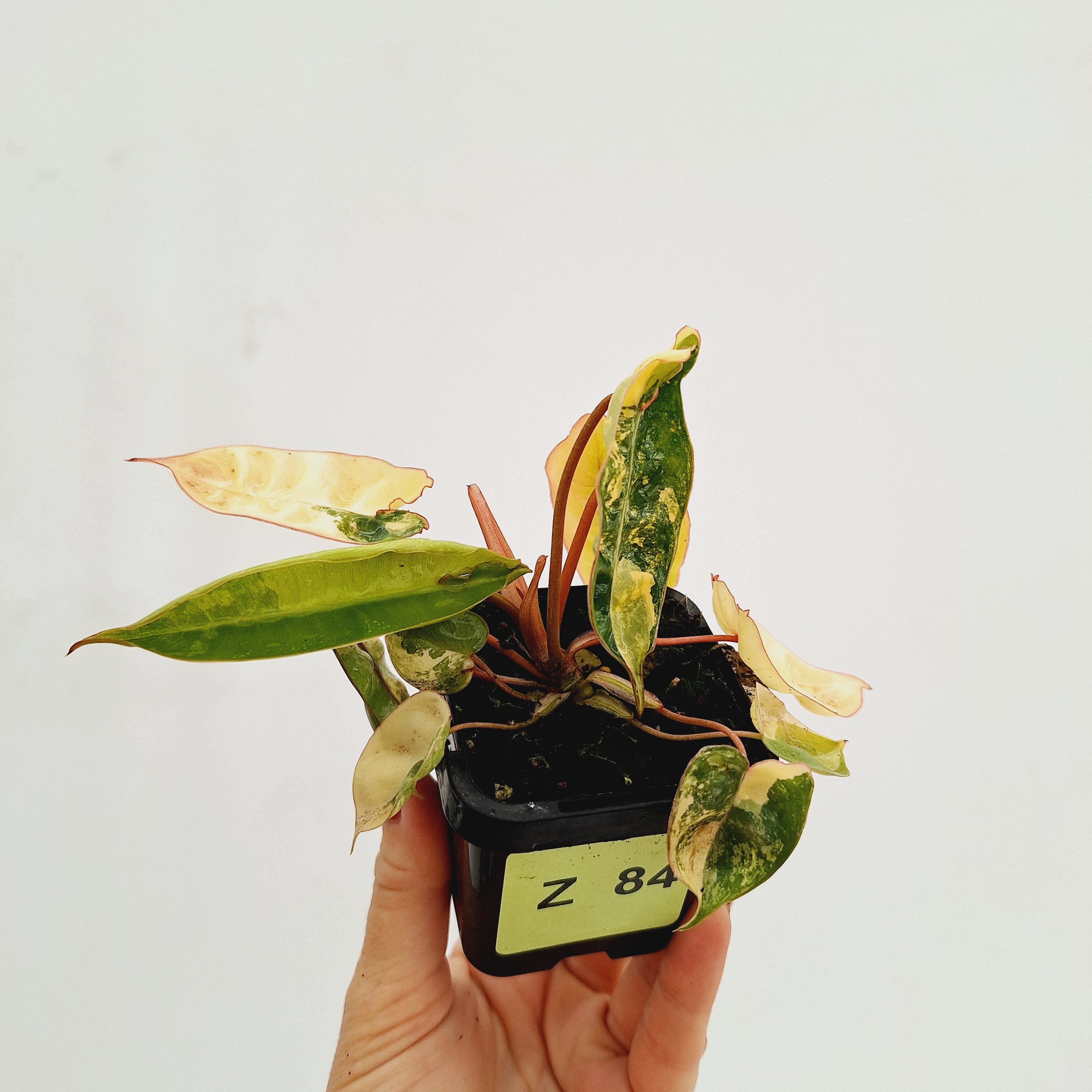 Philodendron billietiae Variegata