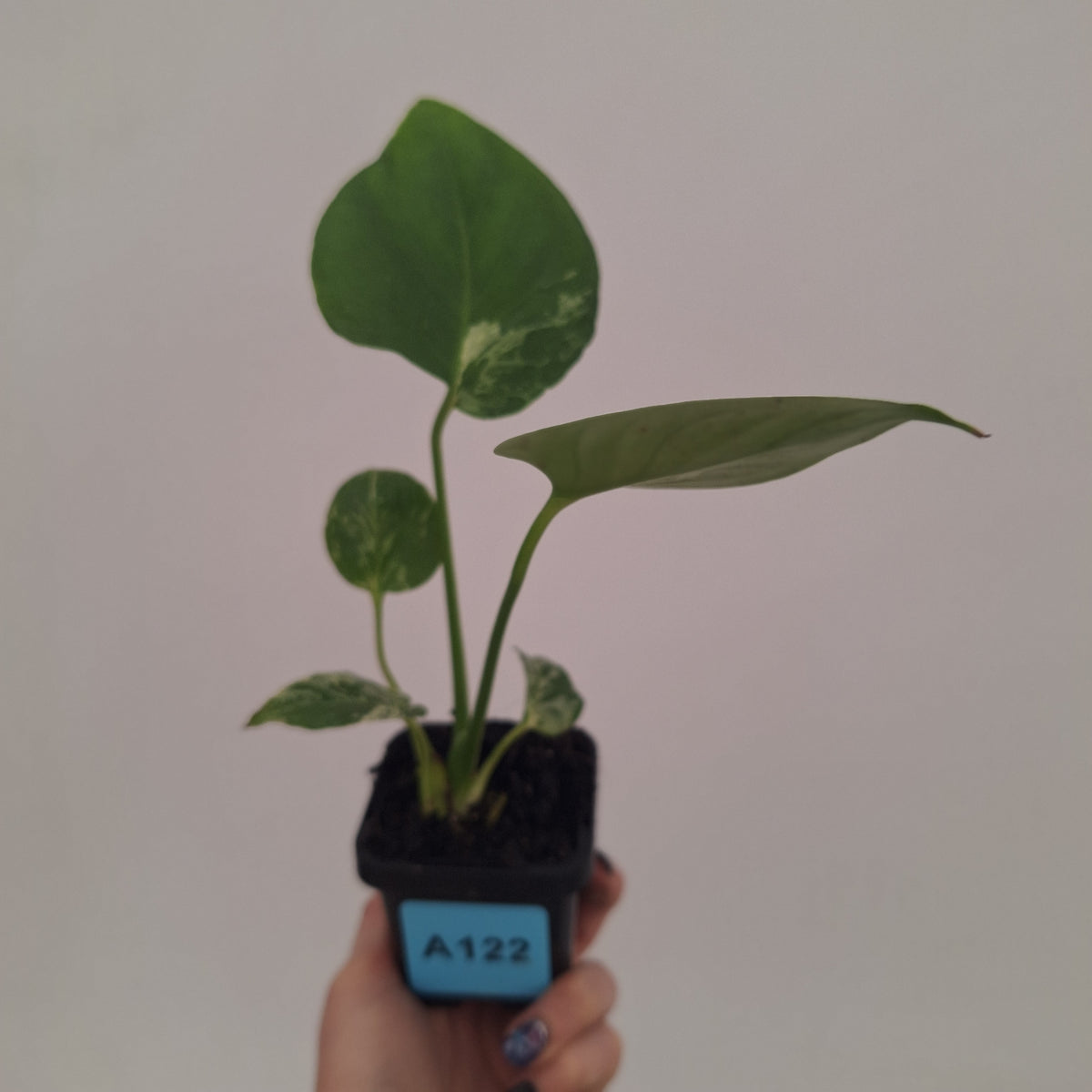 Monstera Deliciosa 'Bulbasaur' - 70mm