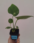 Monstera Deliciosa 'Bulbasaur' - 70mm