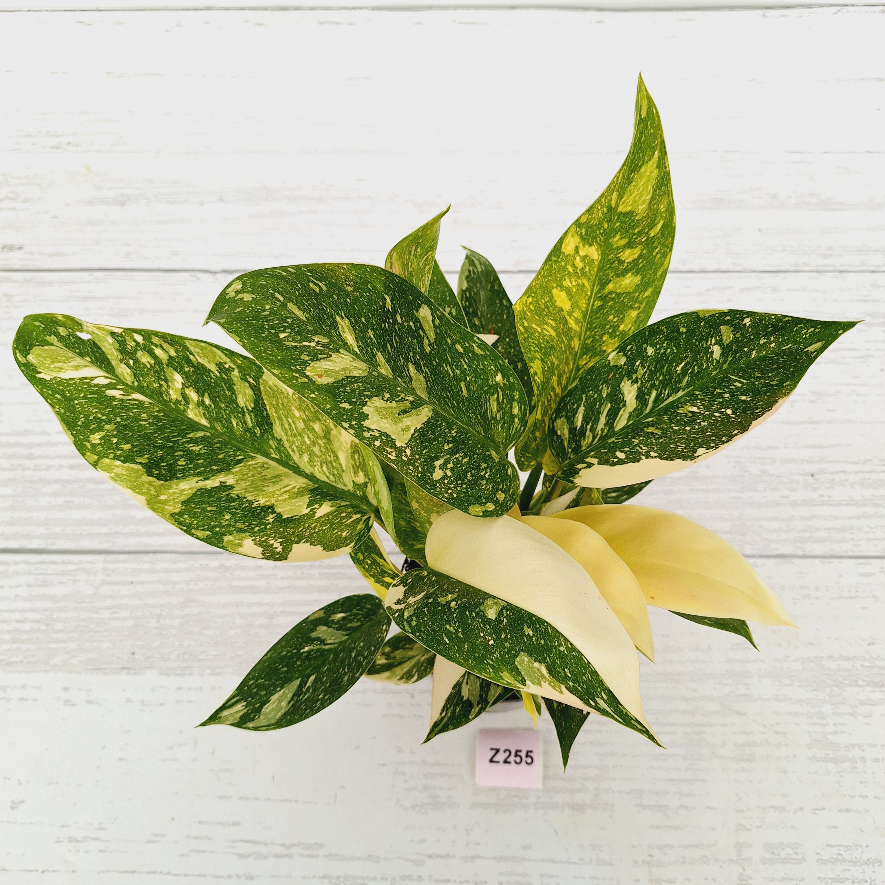 Philodendron Green Congo Variegata (Nuclear)