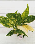 Philodendron Green Congo Variegata (Nuclear)