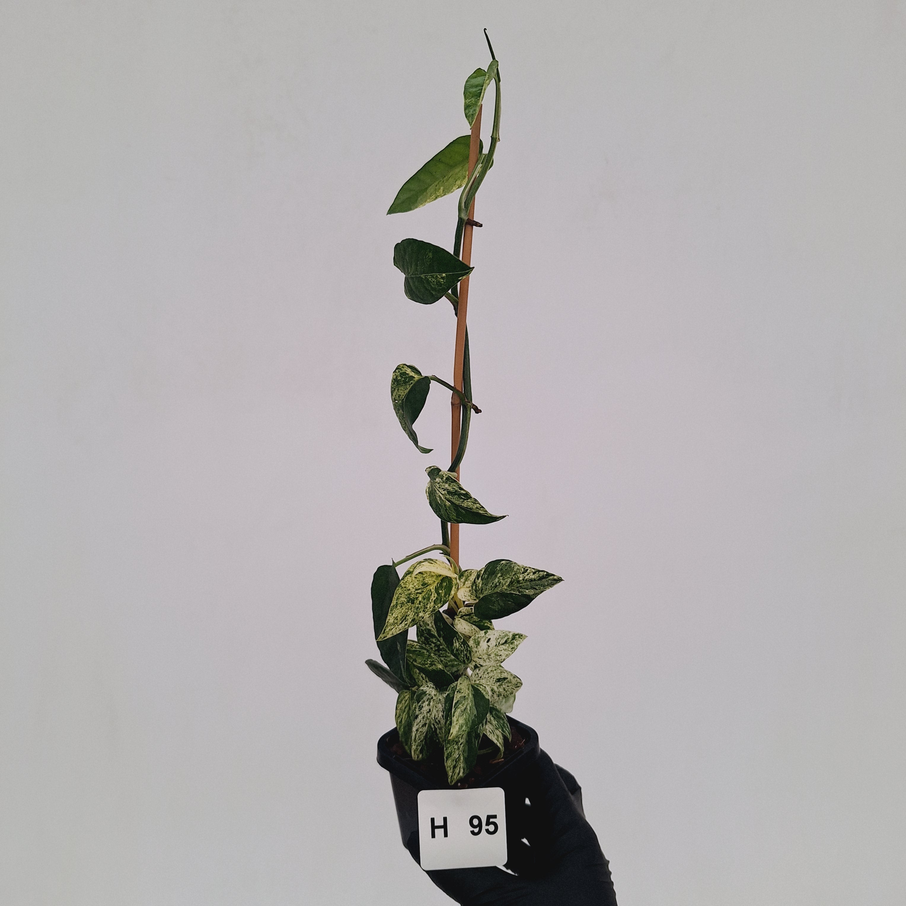 Epipremnum Pinnatum 'Marble' - SALE