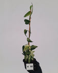Epipremnum Pinnatum 'Marble' - SALE