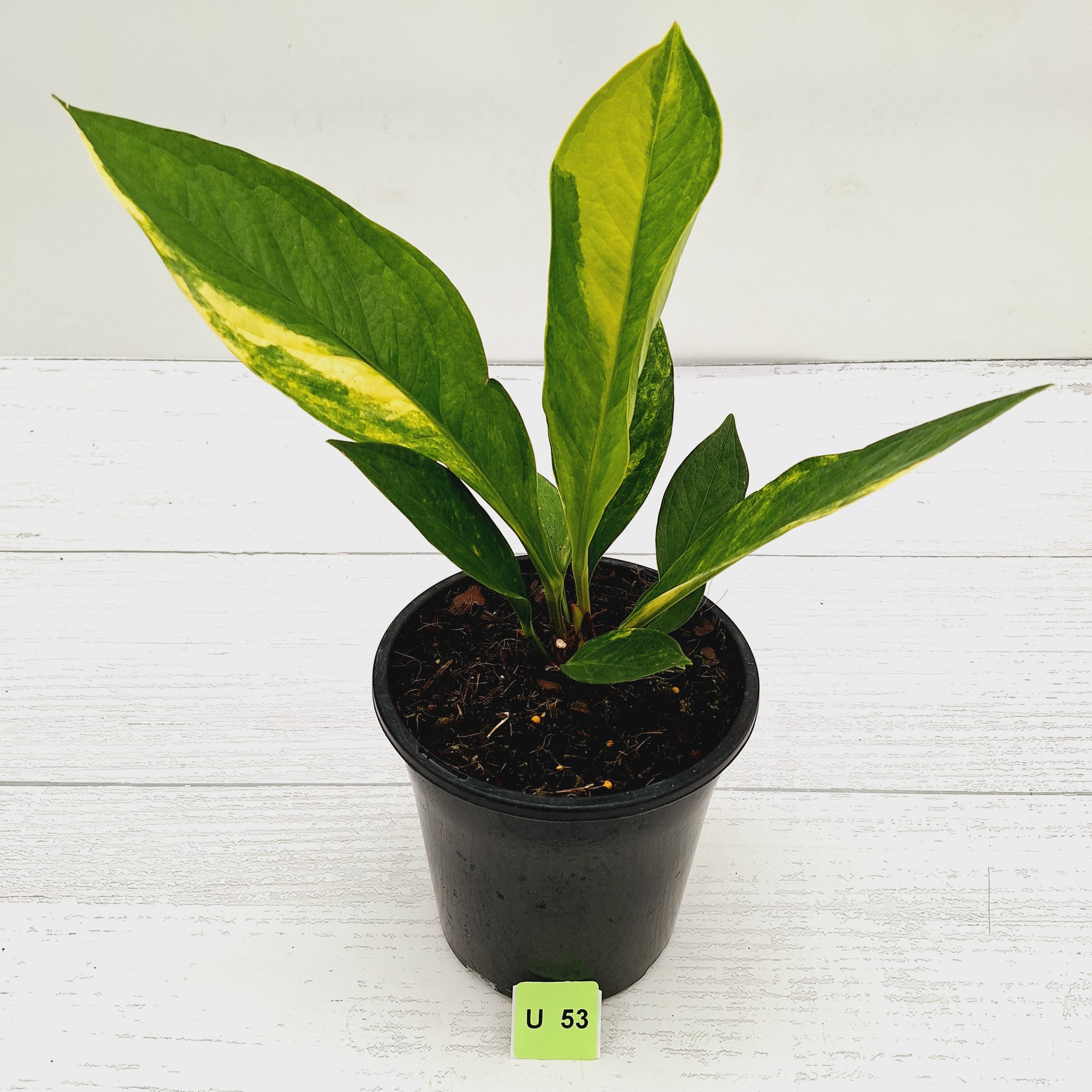 Anthurium jenmanii Variegata