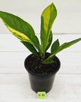 Anthurium jenmanii Variegata