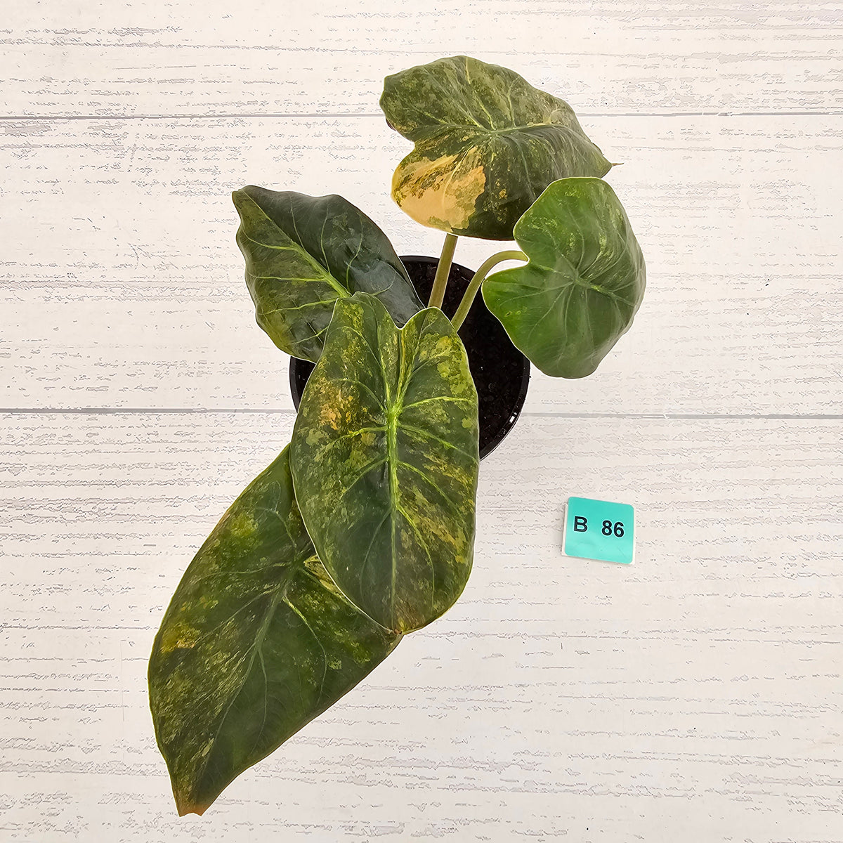 Alocasia ‘wentii’ Variegated - SALE