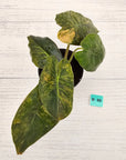 Alocasia ‘wentii’ Variegated - SALE