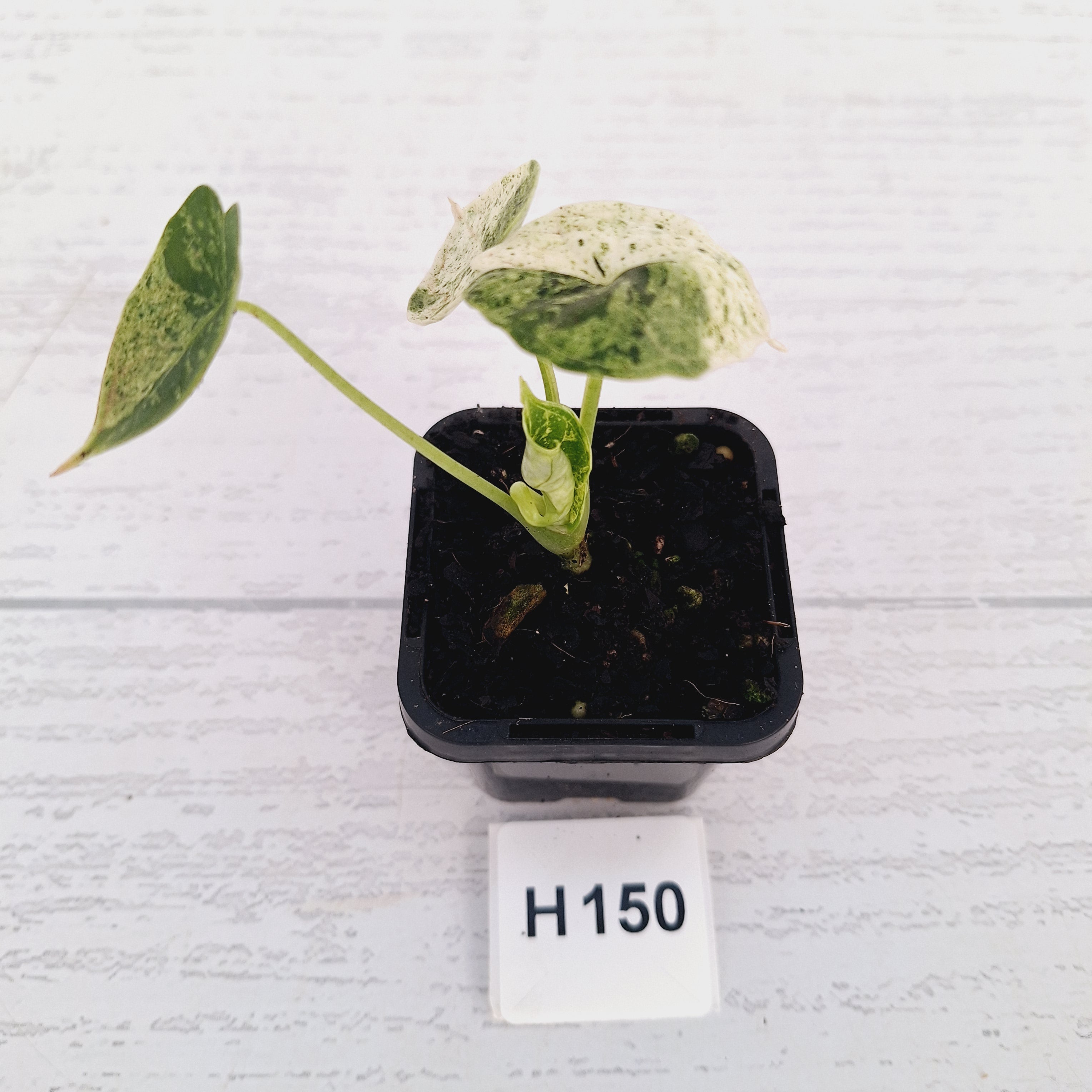 Alocasia baginda ‘Dragon Scale Mint'