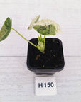 Alocasia baginda ‘Dragon Scale Mint'