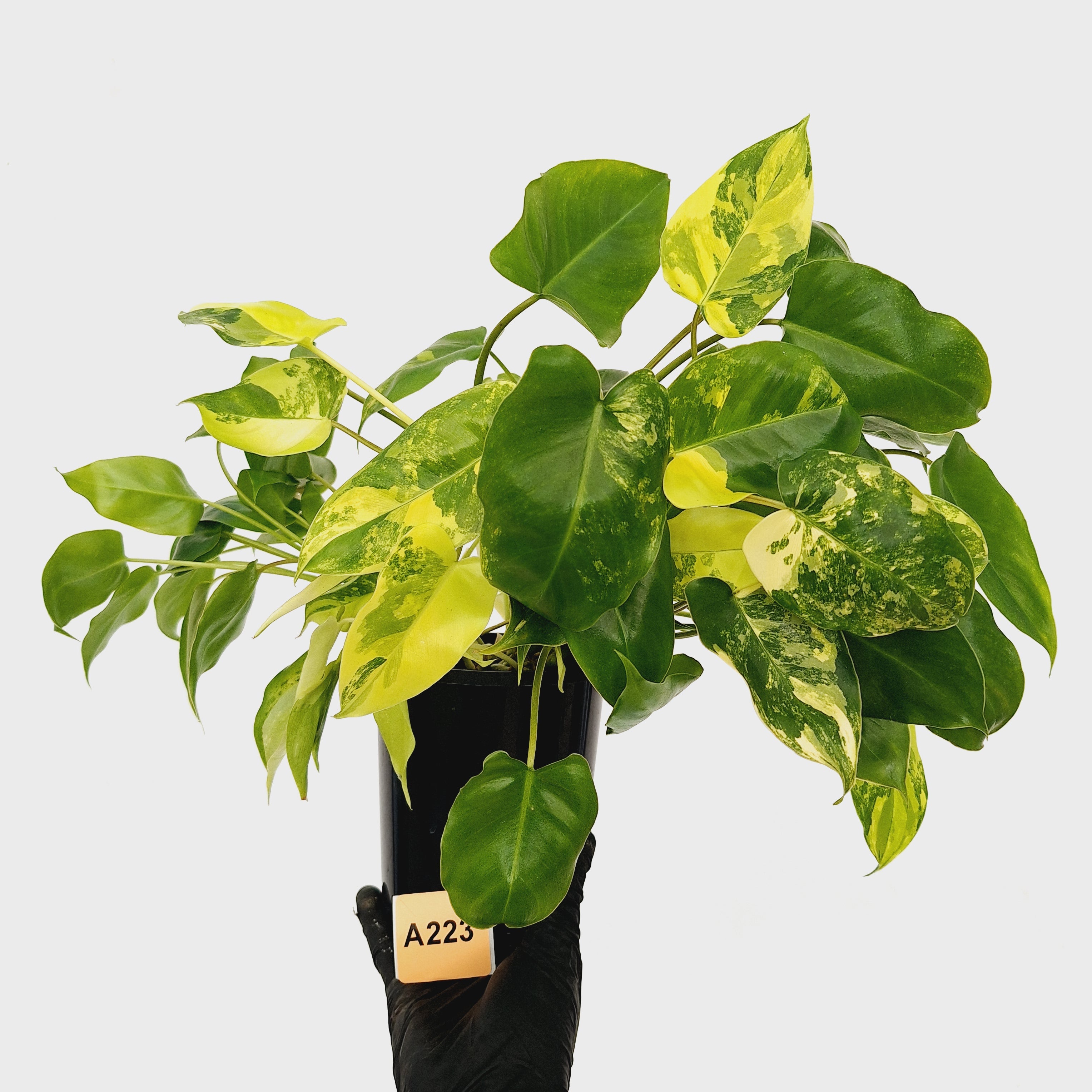 Philodendron Burle Marx variegata