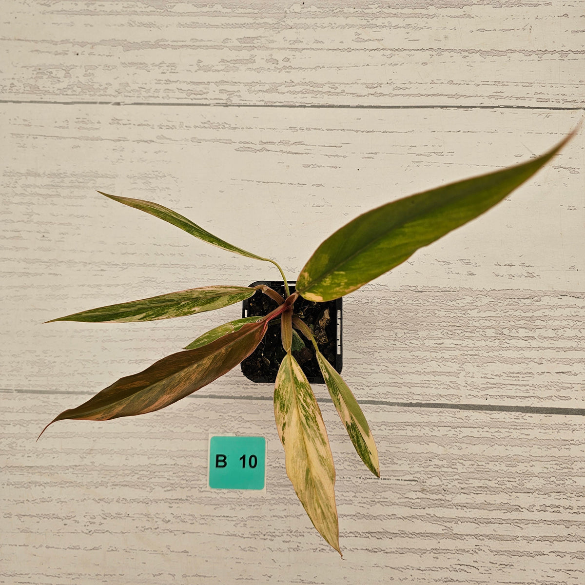 Philodendron serratum 'Caramel Marble' -flash sale