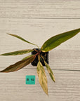 Philodendron serratum 'Caramel Marble' -flash sale