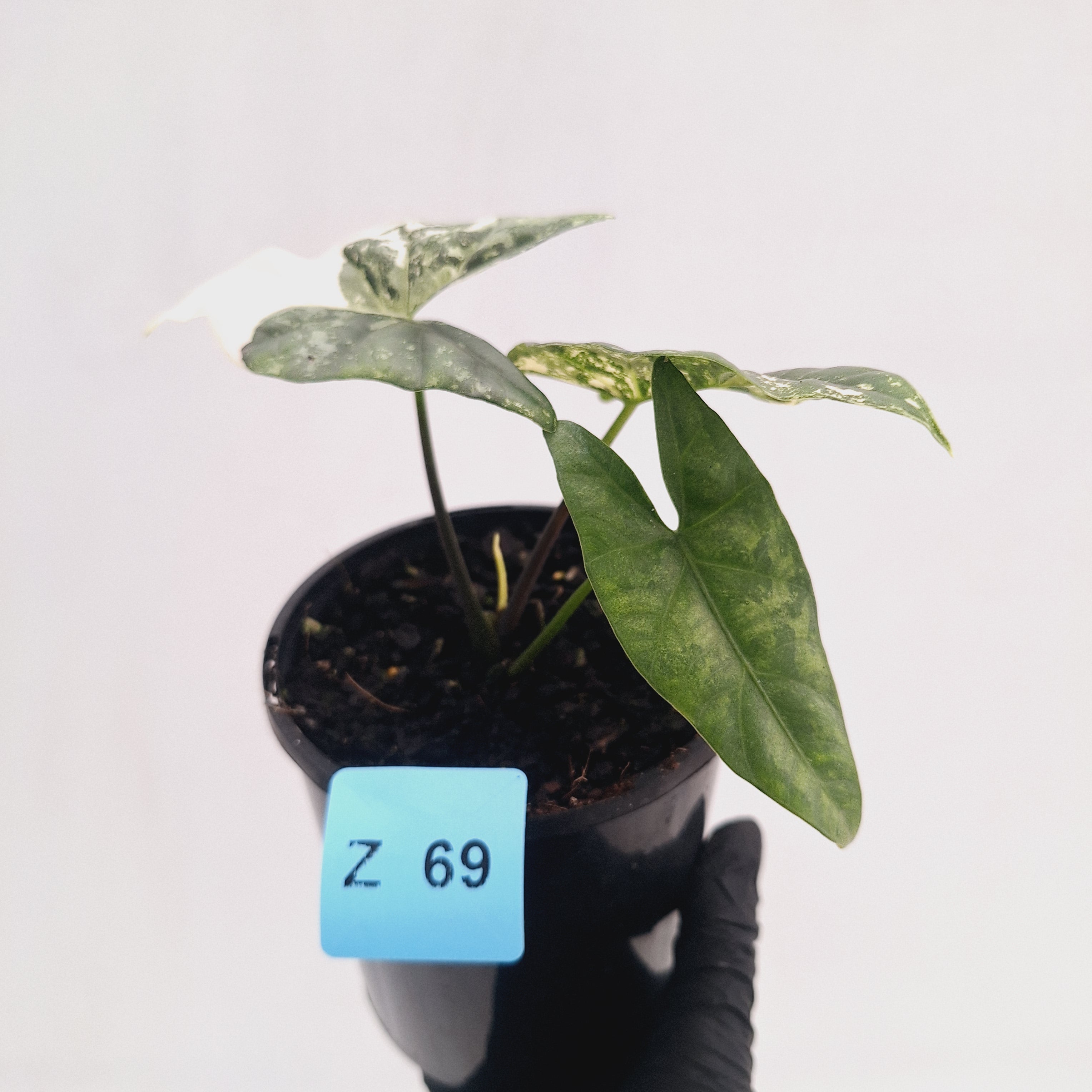 Alocasia ‘Simpo Albo’ Variegata - SALE