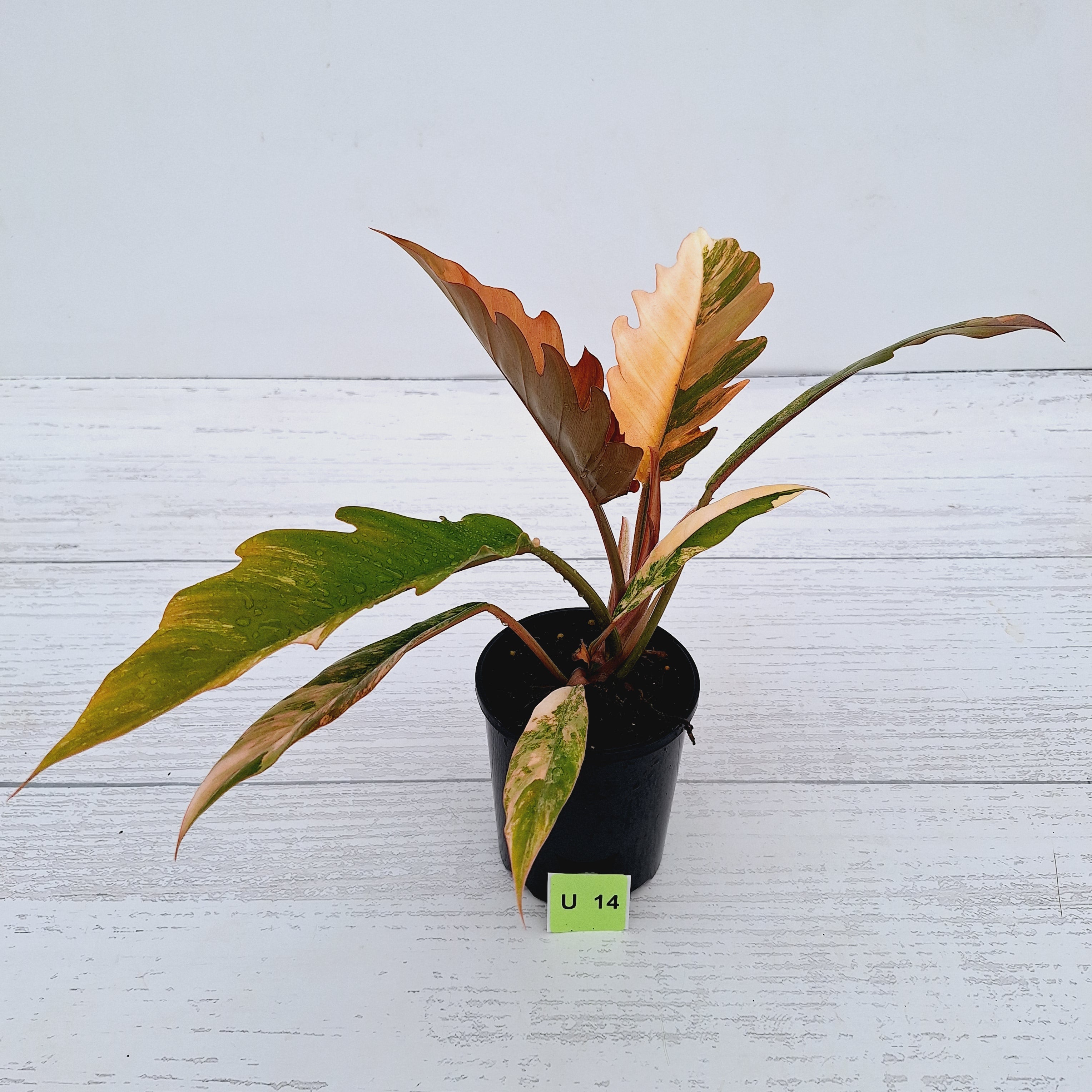 Philodendron serratum Caramel Marble