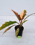 Philodendron serratum Caramel Marble