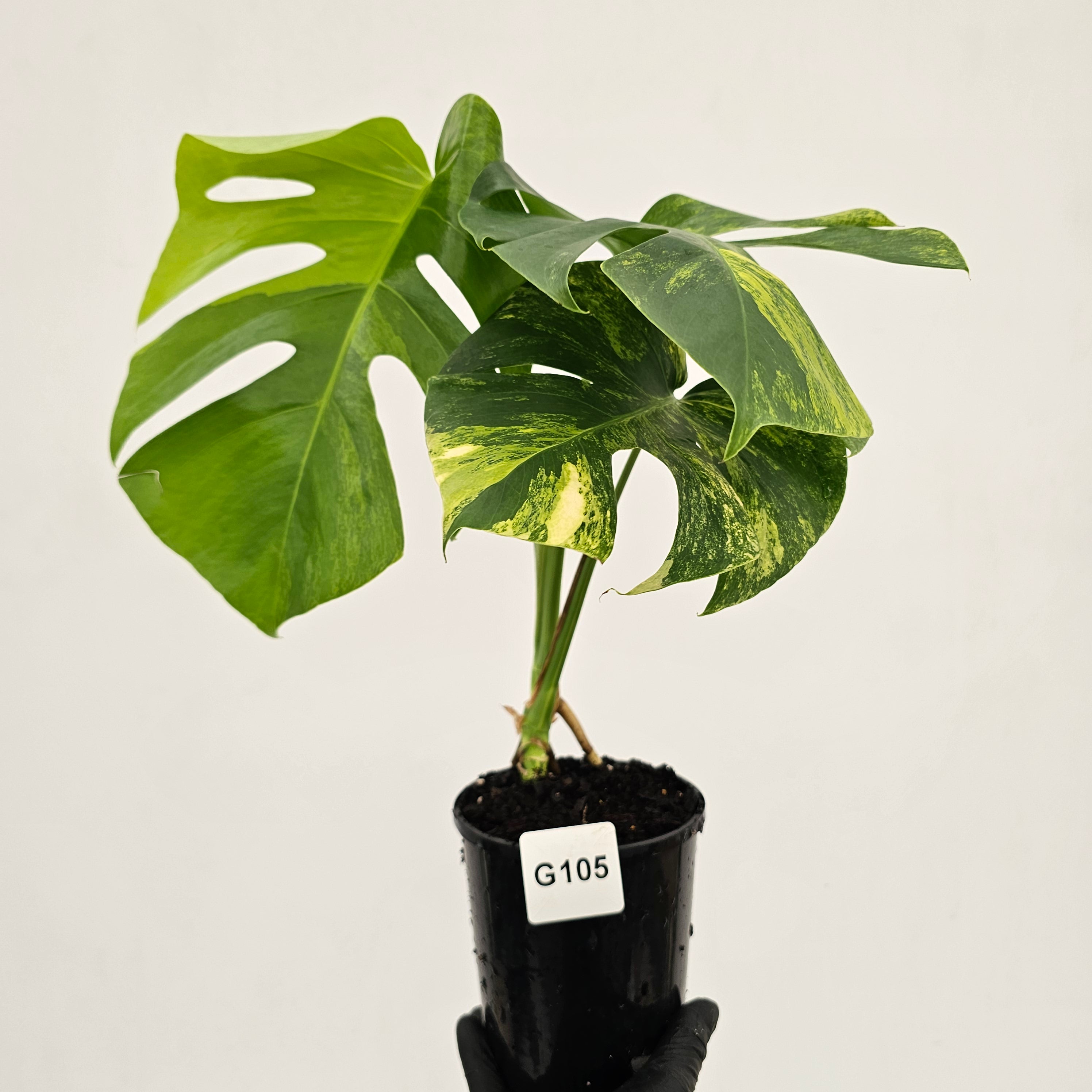 Monstera borsigiana Aurea