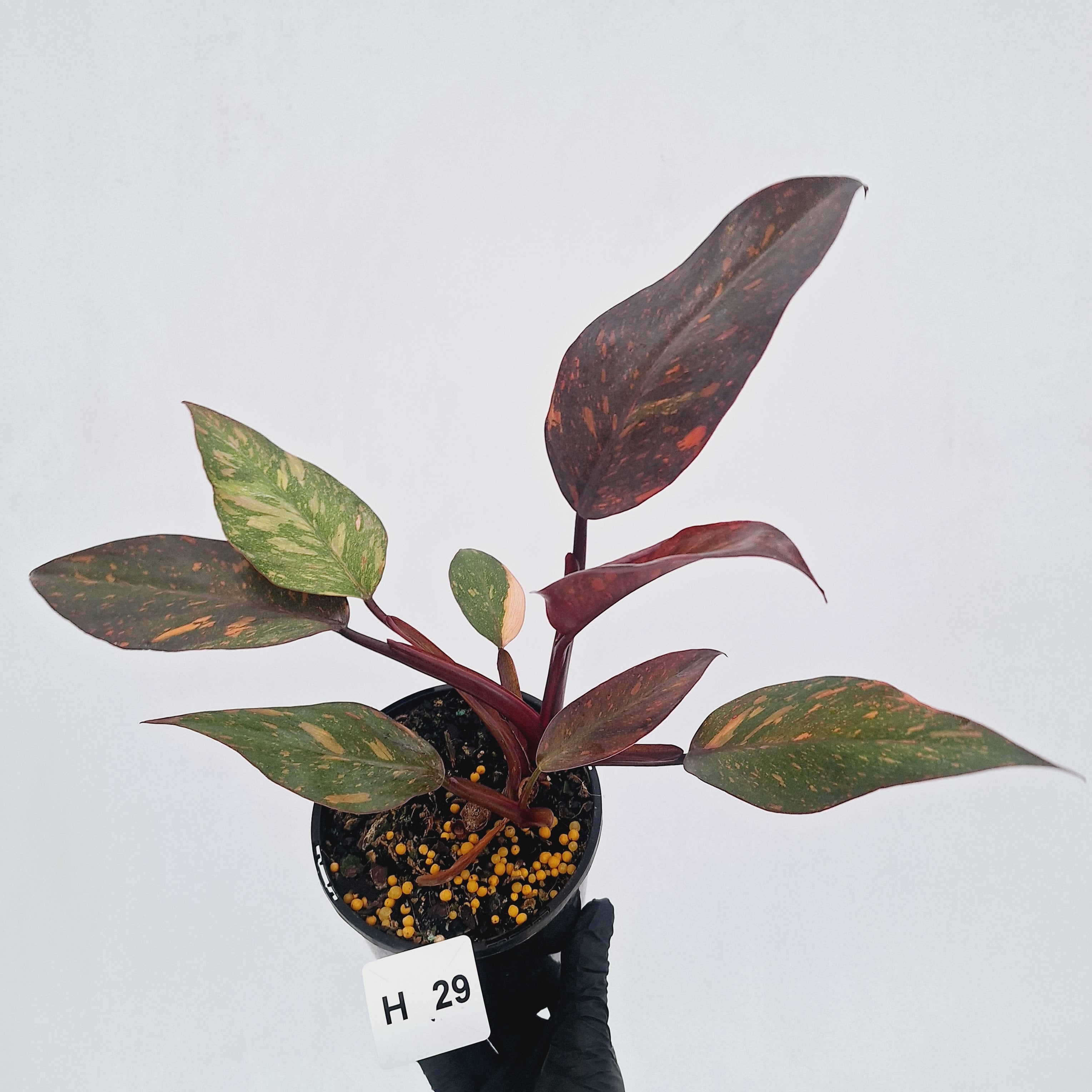 Philodendron 'Orange Princess' - FLASH SALE