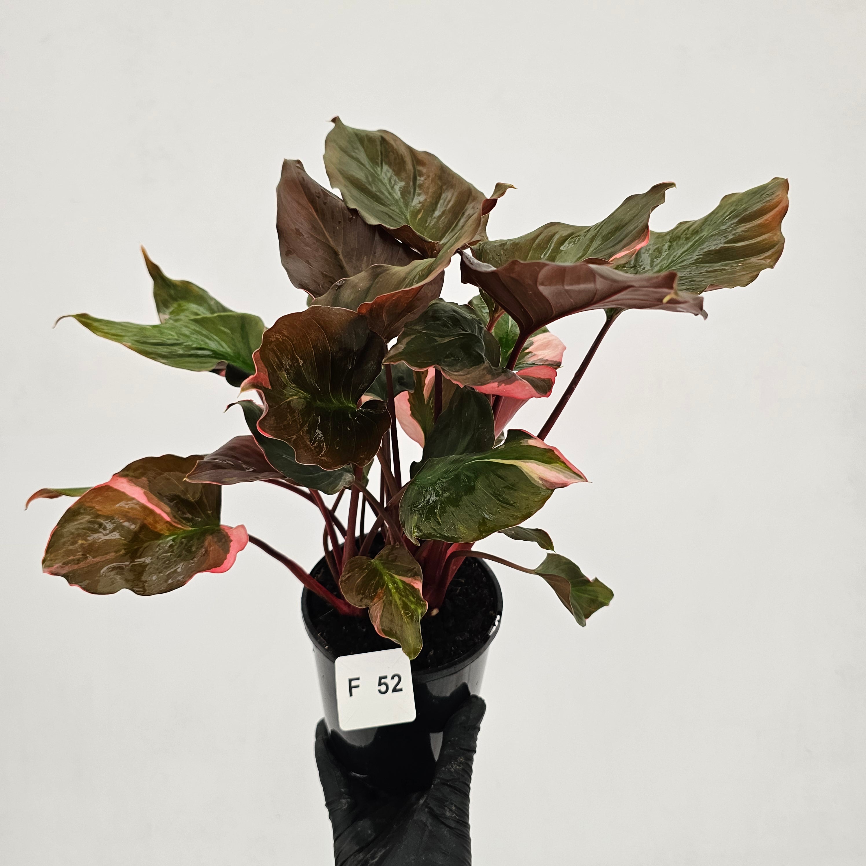 Homalomena rubescens Flaming Red Variegata