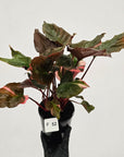 Homalomena rubescens Flaming Red Variegata