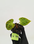Philodendron verrucosum Variegata