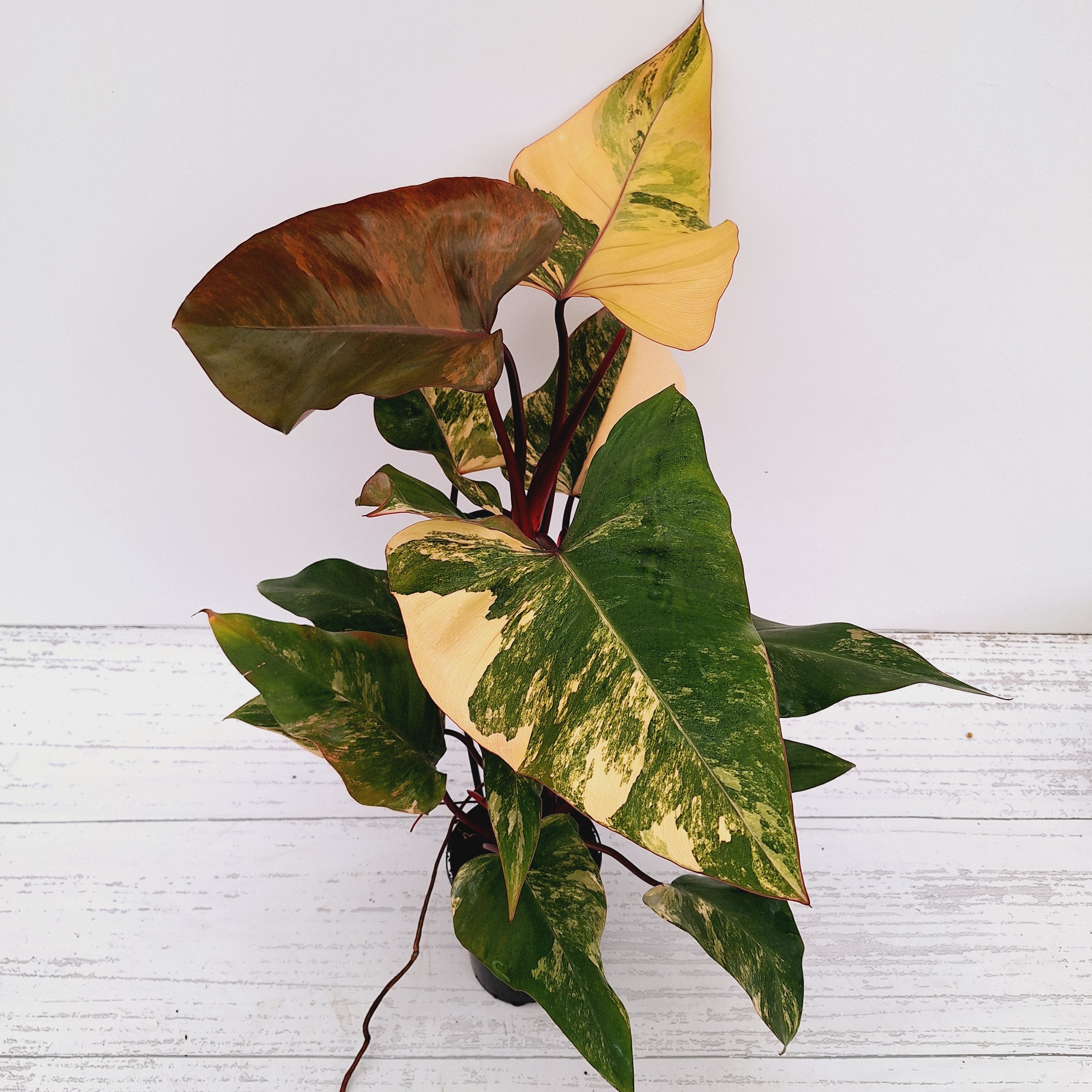 Philodendron erubescens Strawberry Shake