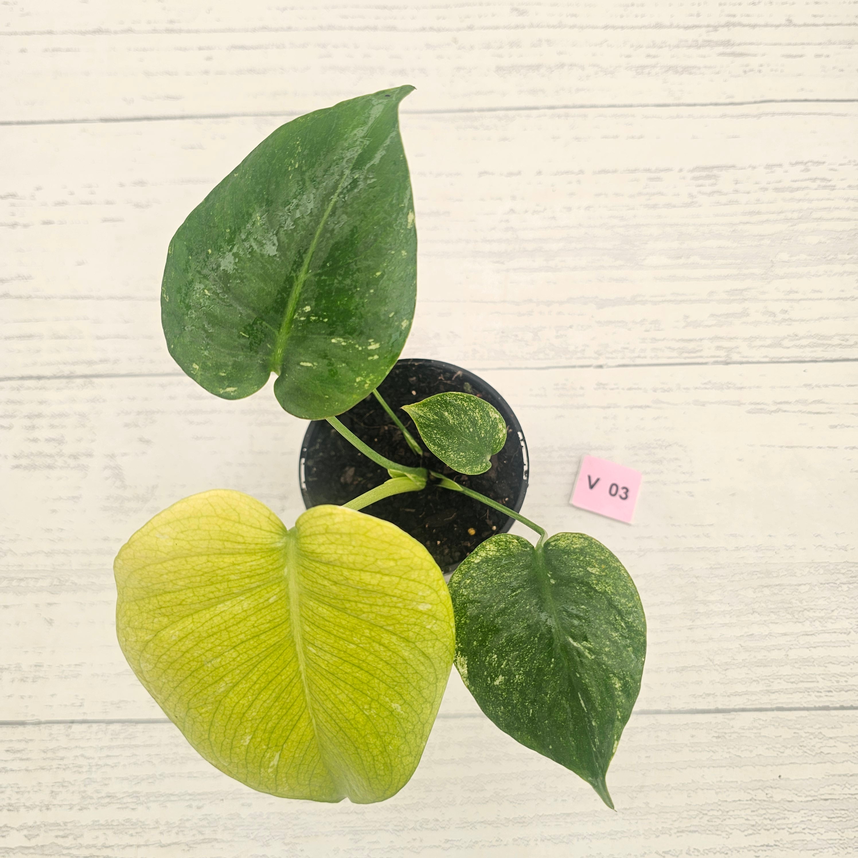 Monstera Deliciosa 'Mint'