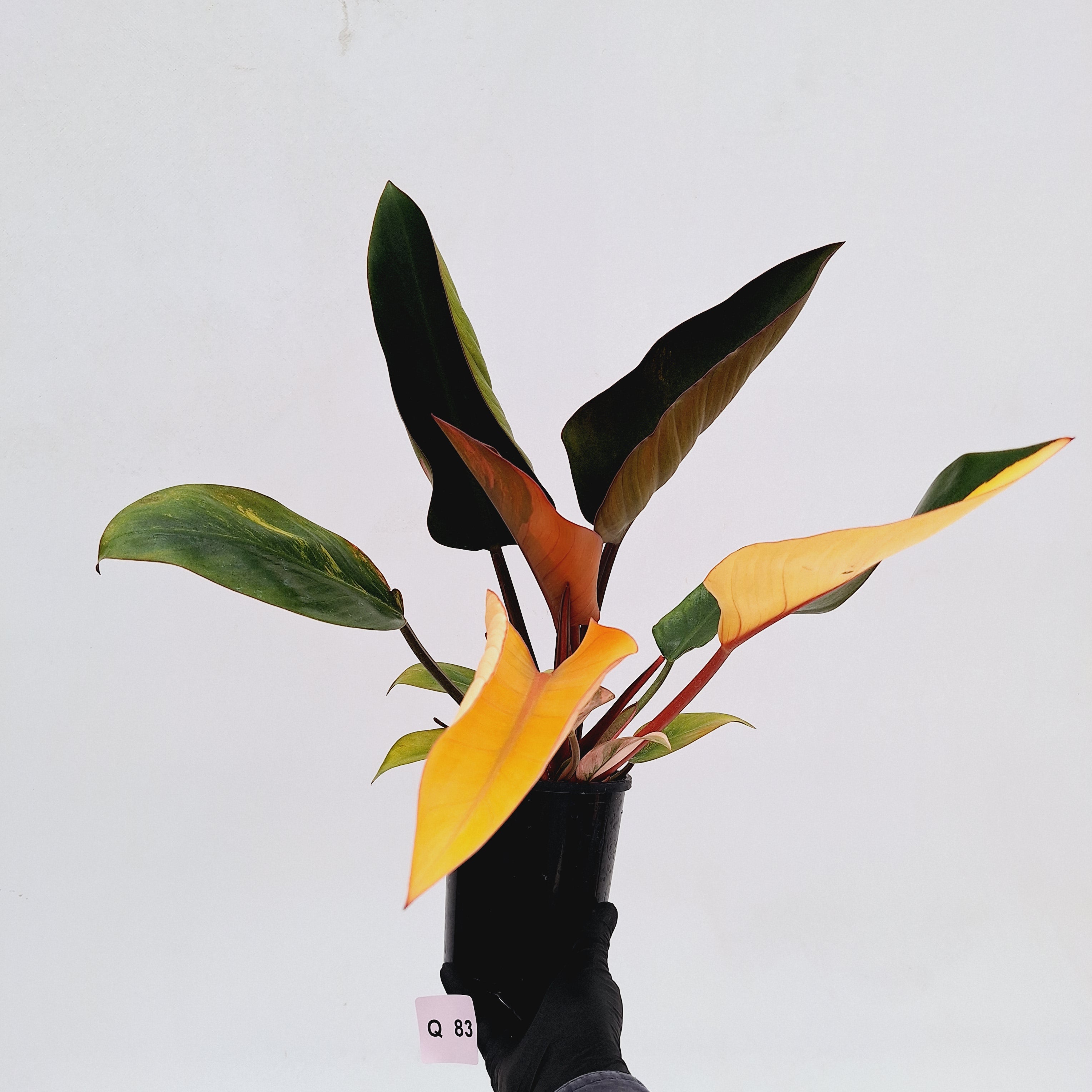 Philodendron &#39;Rojo Congo Variegated&#39;